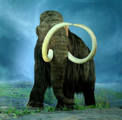 800px-Wooly_Mammoth-RBC-cropped-400.jpg