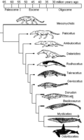 cladogram